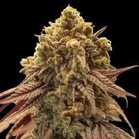 00 Seeds Auto Gelato Mint