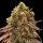 00 Seeds Auto Gelato Mint