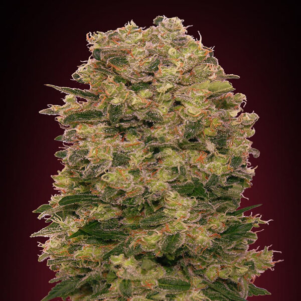 00 Seeds Caramel Kush