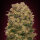 00 Seeds Caramel Kush