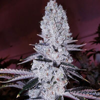 00 Seeds Auto Mandarin Cookies