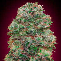 00 Seeds Bubble Gum