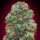 00 Seeds Bubble Gum
