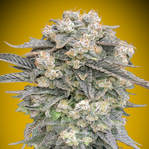 00 Seeds Auto Mimosa