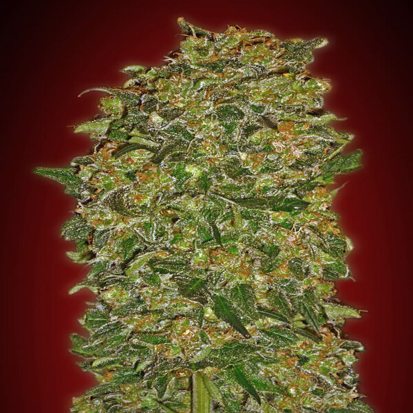 00 Seeds Chocolate Kush