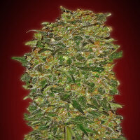 00 Seeds Chocolate Kush