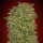 00 Seeds Chocolate Kush