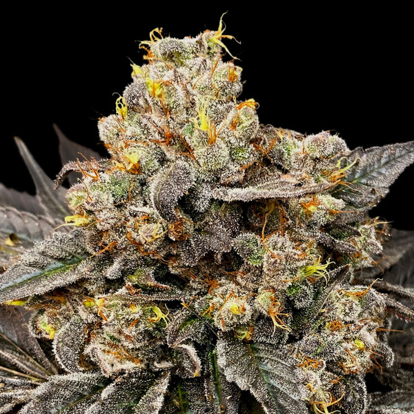 00 Seeds Biscotti Zkittlez