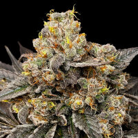 00 Seeds Biscotti Zkittlez
