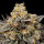 00 Seeds Biscotti Zkittlez