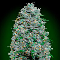 00 Seeds Auto Afghan Mass