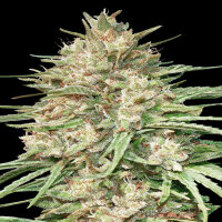 Advanced Seeds - Lemon Bean