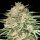 Advanced Seeds - Lemon Bean
