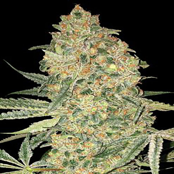 Advanced Seeds - Bruce Banner