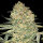Advanced Seeds - Bruce Banner