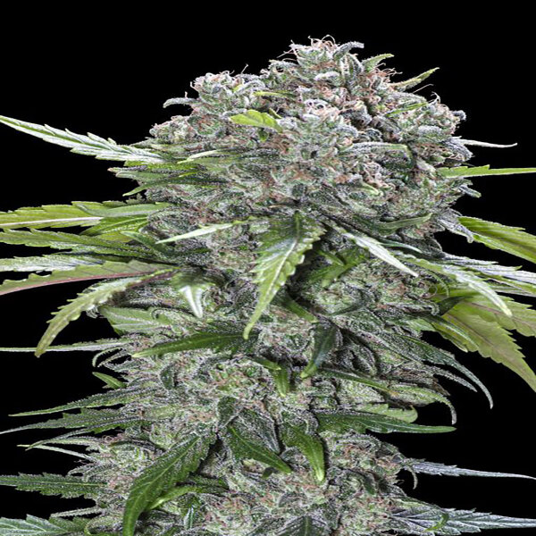 Advanced Seeds - San Bacio Burger