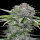 Advanced Seeds - San Bacio Burger