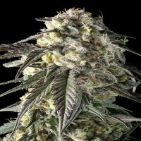 Advanced Seeds - Fire D.O.G