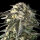 Advanced Seeds - Fire D.O.G