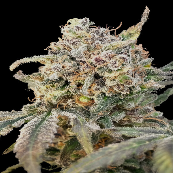 Advanced Seeds - Auto Somango Glue
