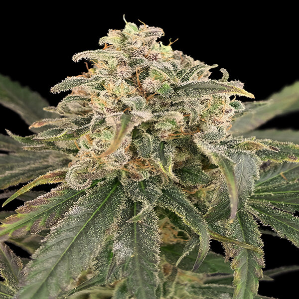 Advanced Seeds - Auto Amnesia XXL