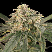 Advanced Seeds - Auto Amnesia XXL