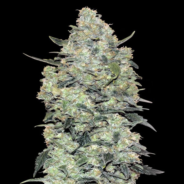 Advanced Seeds - Auto Critical Mass