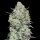 Advanced Seeds - Auto Critical Mass