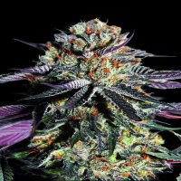 Advanced Seeds - Zerealz Milk