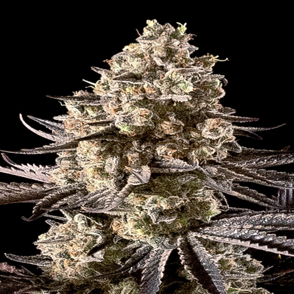 Advancced Seeds - Auto Fire D.O.G