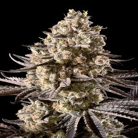 Advancced Seeds - Auto Fire D.O.G