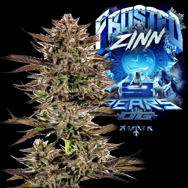 Barney´s Farm - Frosted Zinn x 3 Bears OG Auto