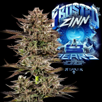 Barney´s Farm - Frosted Zinn x 3 Bears OG Auto