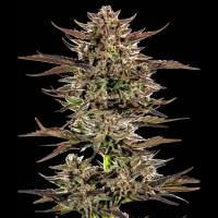 Barney´s Farm - Frosted Zinn x 3 Bears OG Auto