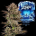 Barney´s Farm - Frosted Zinn x 3 Bears OG Auto