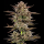 Barney´s Farm - Frosted Zinn x 3 Bears OG Auto