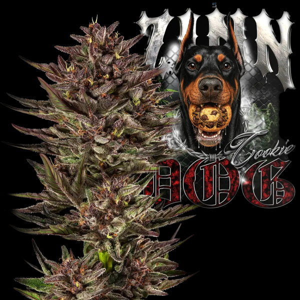 Barney´s Farm - Frosted Zinn x Cookie Dog Auto