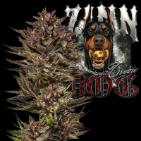 Barney´s Farm - Frosted Zinn x Cookie Dog Auto