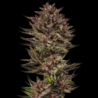 Barney´s Farm - Frosted Zinn x Cookie Dog Auto