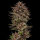 Barney´s Farm - Frosted Zinn x Cookie Dog Auto