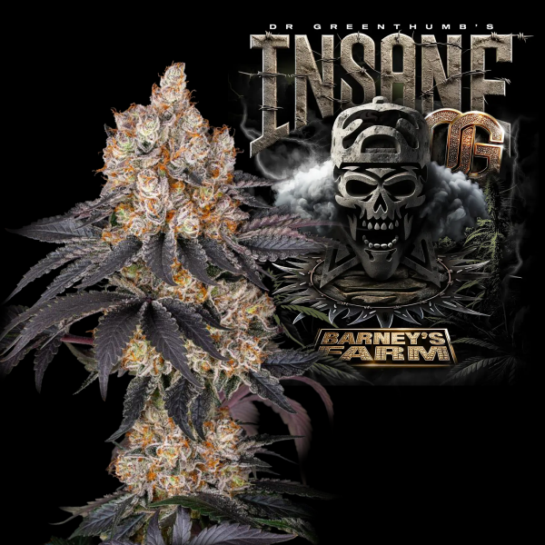 Barney´s Farm - Insane OG Strain