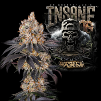 Barney´s Farm - Insane OG Strain