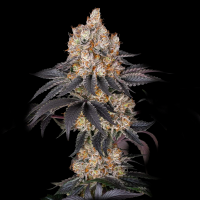 Barney´s Farm - Insane OG Strain