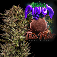 Barney´s Farm - Thin Mint x Sour Pinot Auto
