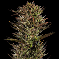 Barney´s Farm - Thin Mint x Sour Pinot Auto