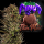 Barney´s Farm - Thin Mint x Sour Pinot Auto