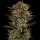 Barney´s Farm - Thin Mint x Sour Pinot Auto