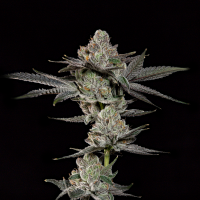 Wizard Trees - Z Nerdz (Blue Nerdz × Zangria)