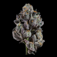 Wizard Trees - Z Nerdz (Blue Nerdz × Zangria)