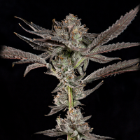 Wizard Trees - Propa Candy (Blue Nerdz × Tea Time)